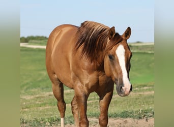 American Quarter Horse, Wallach, 5 Jahre, Red Dun