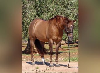 American Quarter Horse, Wallach, 5 Jahre, Red Dun