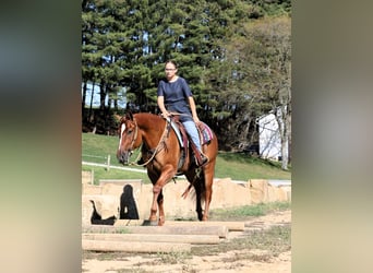 American Quarter Horse, Wallach, 5 Jahre, Red Dun