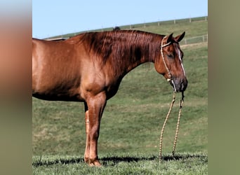 American Quarter Horse, Wallach, 5 Jahre, Red Dun