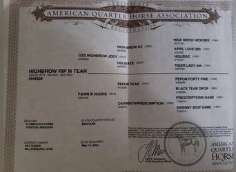 American Quarter Horse, Wallach, 5 Jahre, Red Dun