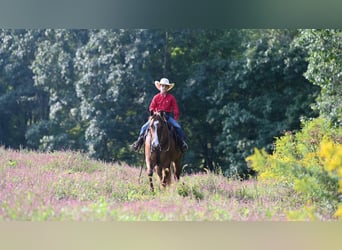 American Quarter Horse, Wallach, 5 Jahre, Red Dun