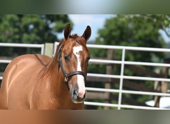 American Quarter Horse, Wallach, 5 Jahre, Red Dun