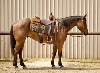 American Quarter Horse, Wallach, 5 Jahre, Roan-Bay