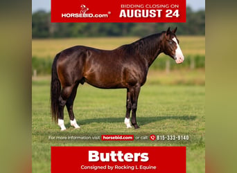 American Quarter Horse, Wallach, 5 Jahre, Roan-Bay