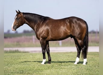 American Quarter Horse, Wallach, 5 Jahre, Roan-Bay