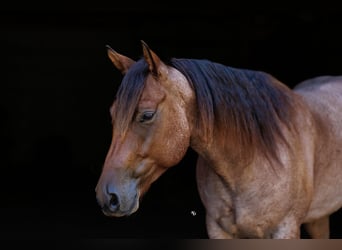 American Quarter Horse, Wallach, 5 Jahre, Roan-Bay
