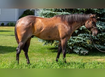 American Quarter Horse, Wallach, 5 Jahre, Roan-Bay