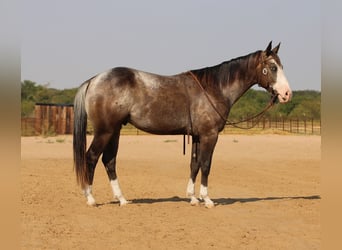 American Quarter Horse, Wallach, 5 Jahre, Roan-Bay