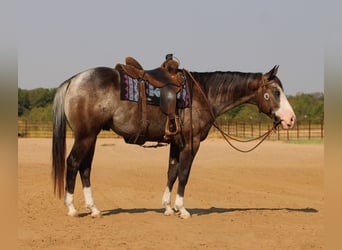 American Quarter Horse, Wallach, 5 Jahre, Roan-Bay