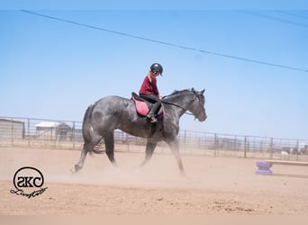 American Quarter Horse, Wallach, 5 Jahre, Roan-Blue