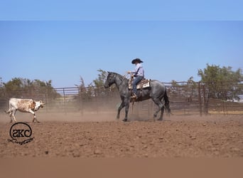 American Quarter Horse, Wallach, 5 Jahre, Roan-Blue