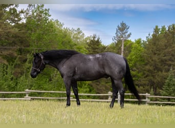 American Quarter Horse, Wallach, 5 Jahre, Roan-Blue