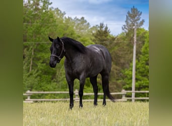 American Quarter Horse, Wallach, 5 Jahre, Roan-Blue
