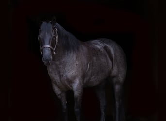 American Quarter Horse, Wallach, 5 Jahre, Roan-Blue