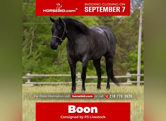 American Quarter Horse, Wallach, 5 Jahre, Roan-Blue
