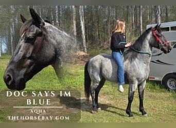 American Quarter Horse, Wallach, 5 Jahre, Roan-Blue