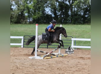 American Quarter Horse, Wallach, 5 Jahre, Roan-Blue