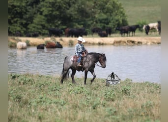 American Quarter Horse, Wallach, 5 Jahre, Roan-Blue