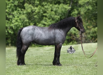 American Quarter Horse, Wallach, 5 Jahre, Roan-Blue