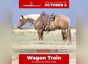 American Quarter Horse, Wallach, 5 Jahre, Roan-Red