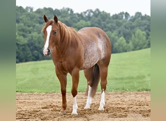 American Quarter Horse, Wallach, 5 Jahre, Roan-Red