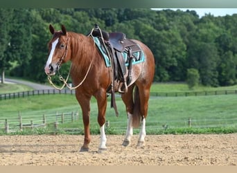 American Quarter Horse, Wallach, 5 Jahre, Roan-Red