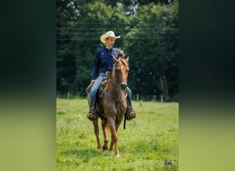 American Quarter Horse, Wallach, 5 Jahre, Roan-Red