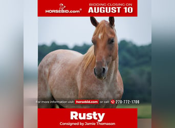 American Quarter Horse, Wallach, 5 Jahre, Roan-Red