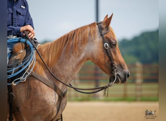 American Quarter Horse, Wallach, 5 Jahre, Roan-Red