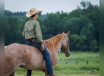 American Quarter Horse, Wallach, 5 Jahre, Roan-Red