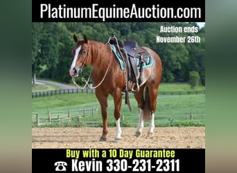 American Quarter Horse, Wallach, 5 Jahre, Roan-Red