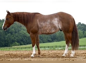 American Quarter Horse, Wallach, 5 Jahre, Roan-Red