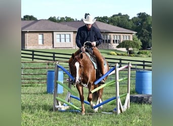 American Quarter Horse, Wallach, 5 Jahre, Roan-Red
