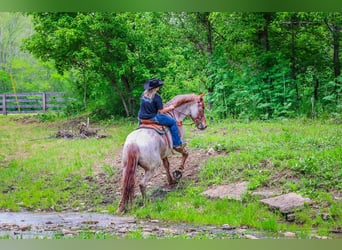 American Quarter Horse, Wallach, 5 Jahre, Roan-Red