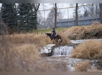 American Quarter Horse, Wallach, 5 Jahre, Rotbrauner