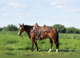 American Quarter Horse, Wallach, 5 Jahre, Rotbrauner