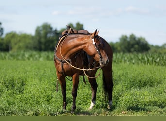 American Quarter Horse, Wallach, 5 Jahre, Rotbrauner