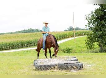 American Quarter Horse, Wallach, 5 Jahre, Rotbrauner