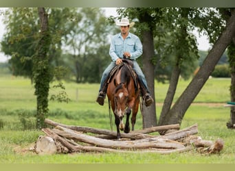American Quarter Horse, Wallach, 5 Jahre, Rotbrauner