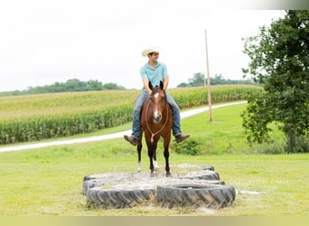 American Quarter Horse, Wallach, 5 Jahre, Rotbrauner