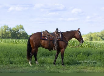 American Quarter Horse, Wallach, 5 Jahre, Rotbrauner