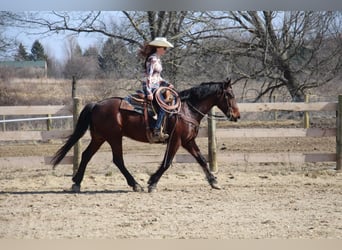 American Quarter Horse, Wallach, 5 Jahre, Rotbrauner
