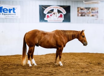 American Quarter Horse, Wallach, 5 Jahre, Rotfuchs