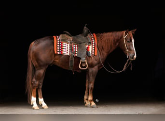 American Quarter Horse, Wallach, 5 Jahre, Rotfuchs