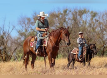 American Quarter Horse, Wallach, 5 Jahre, Rotfuchs