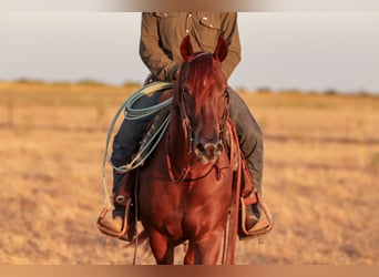 American Quarter Horse, Wallach, 5 Jahre, Rotfuchs