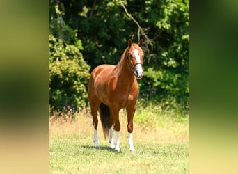 American Quarter Horse, Wallach, 5 Jahre, Rotfuchs