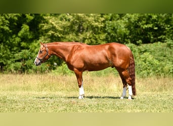 American Quarter Horse, Wallach, 5 Jahre, Rotfuchs