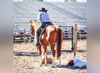 American Quarter Horse, Wallach, 5 Jahre, Rotfuchs